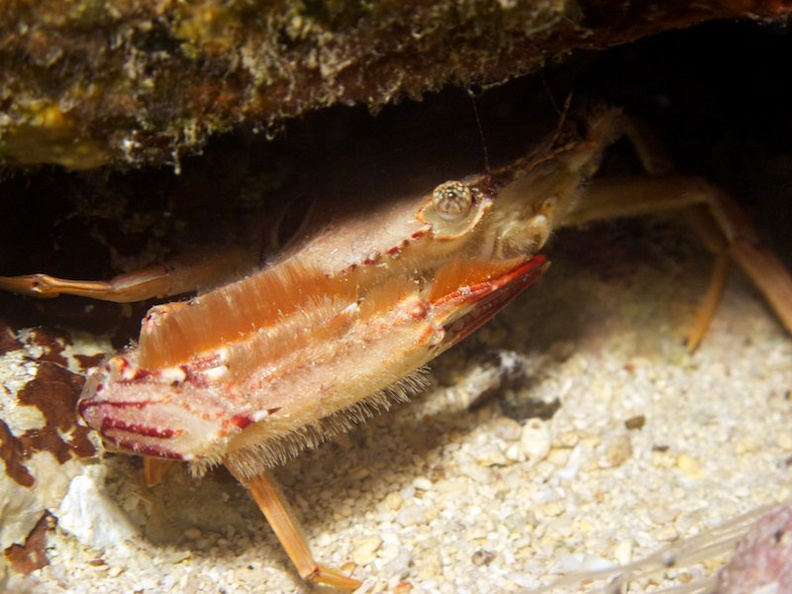IMG_2970  Ocellate Swimming Crab.jpg